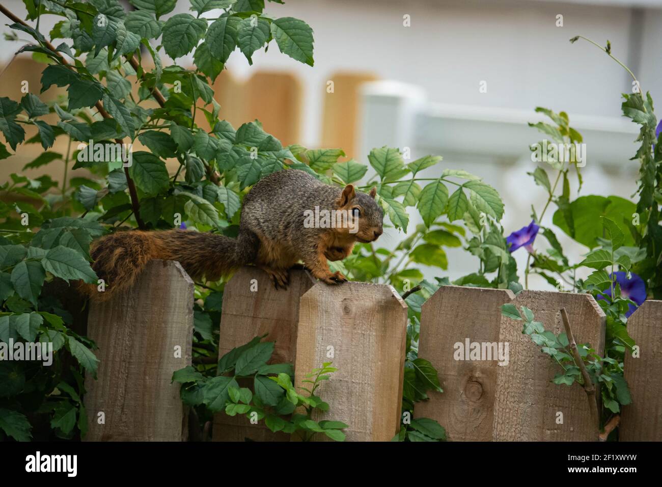 Fox Squirrel on Fence in Summer Stock Photo
