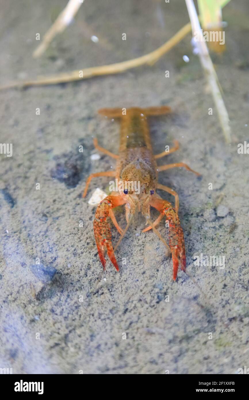 Crayfish Procambarus Clarkii Ghost on nature background Stock Photo Alamy