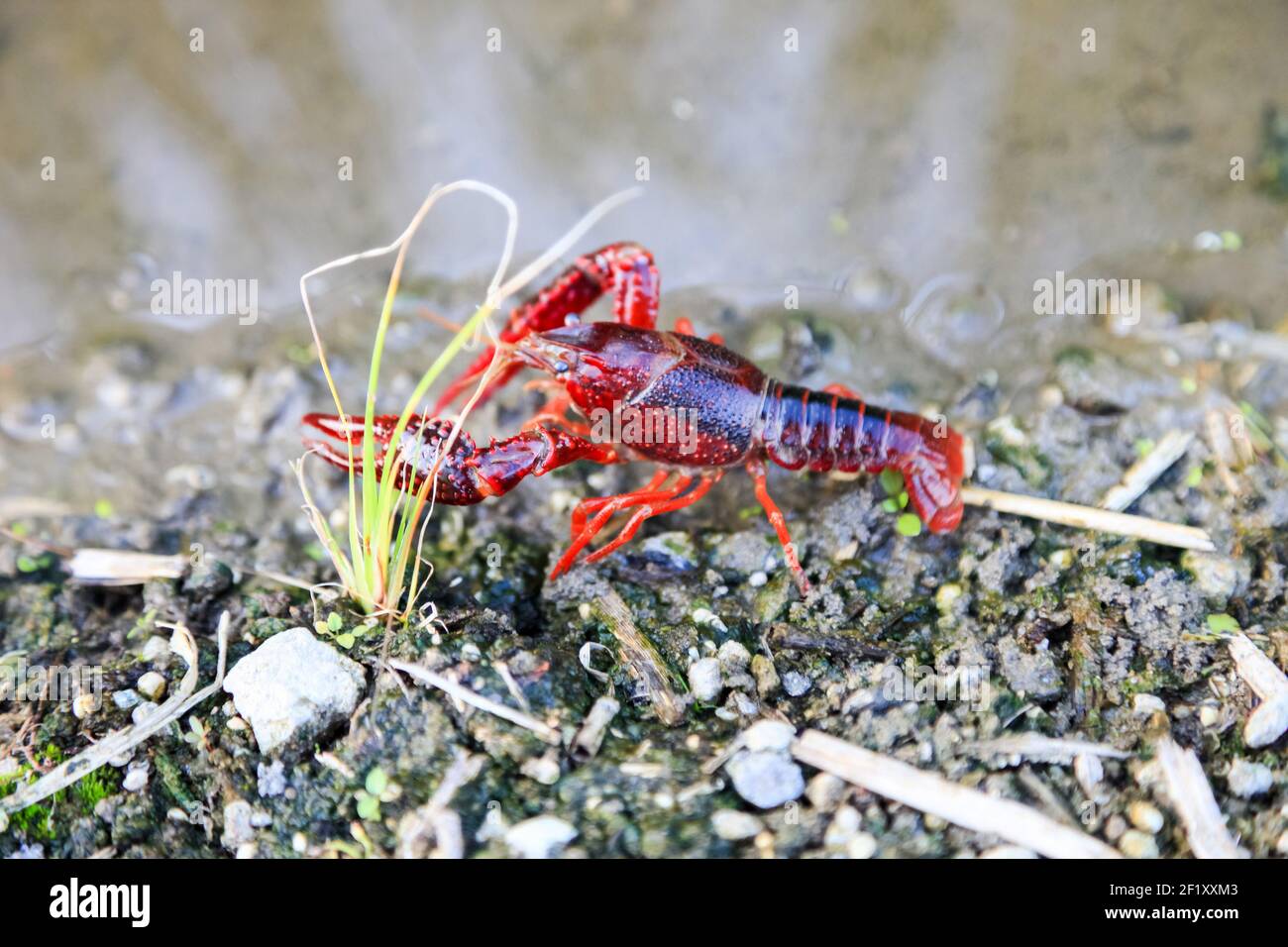 Crayfish Procambarus Clarkii Ghost on nature background Stock Photo