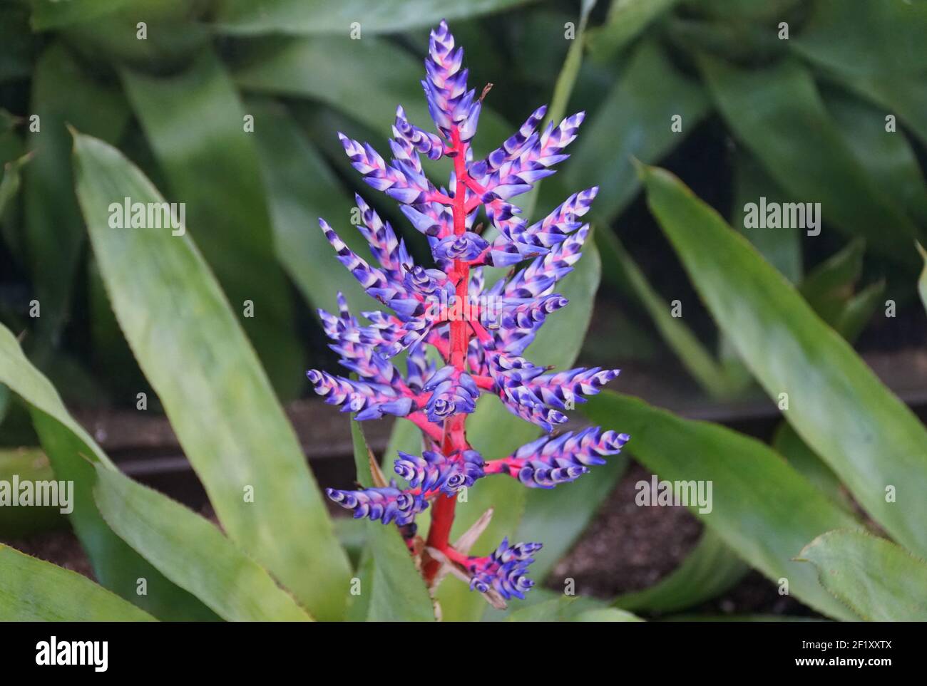 The bright blue and red bromeliad upright flowers Stock Photo
