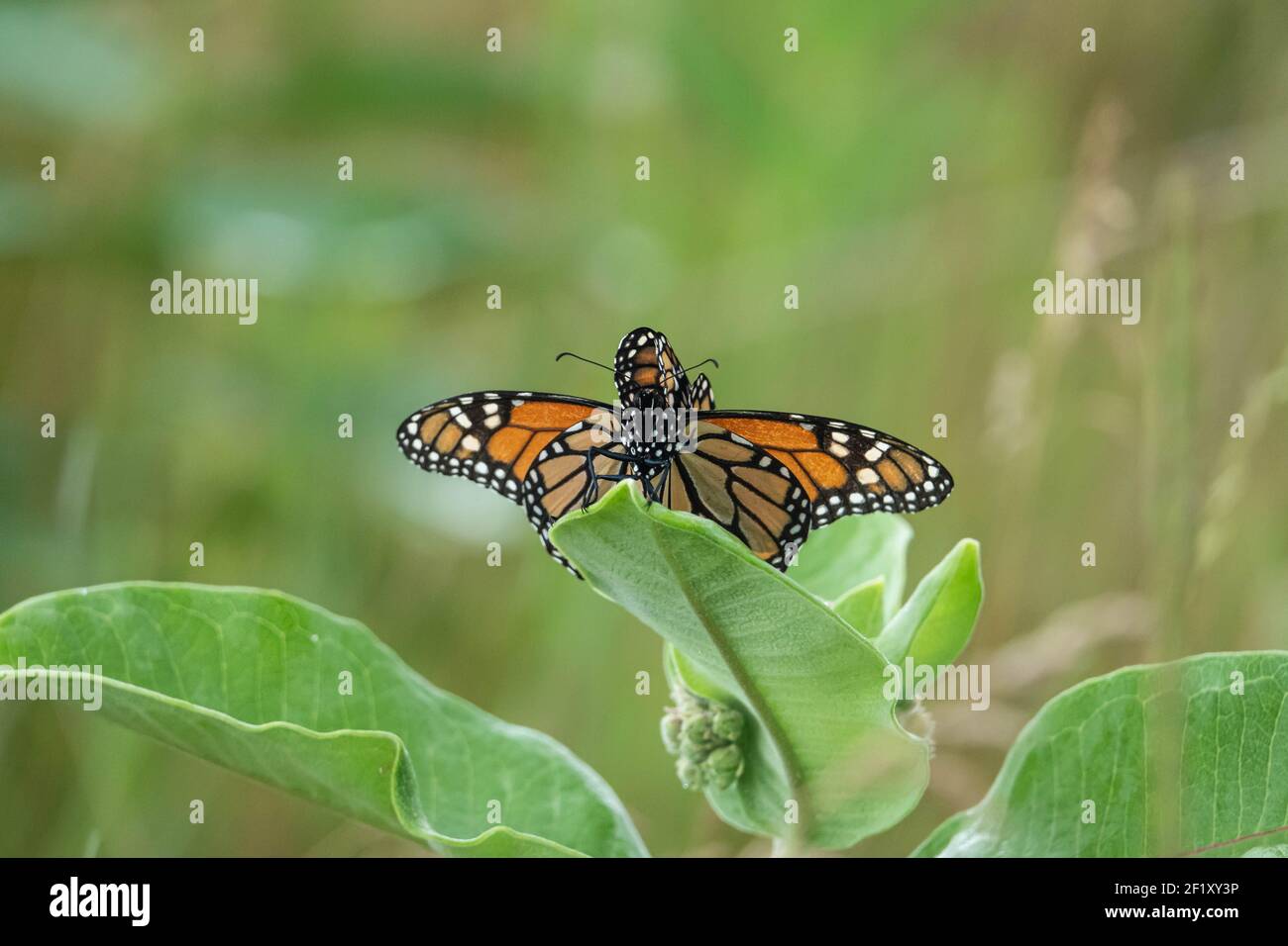 Monarch Butterflies Mating in Summer Stock Photo