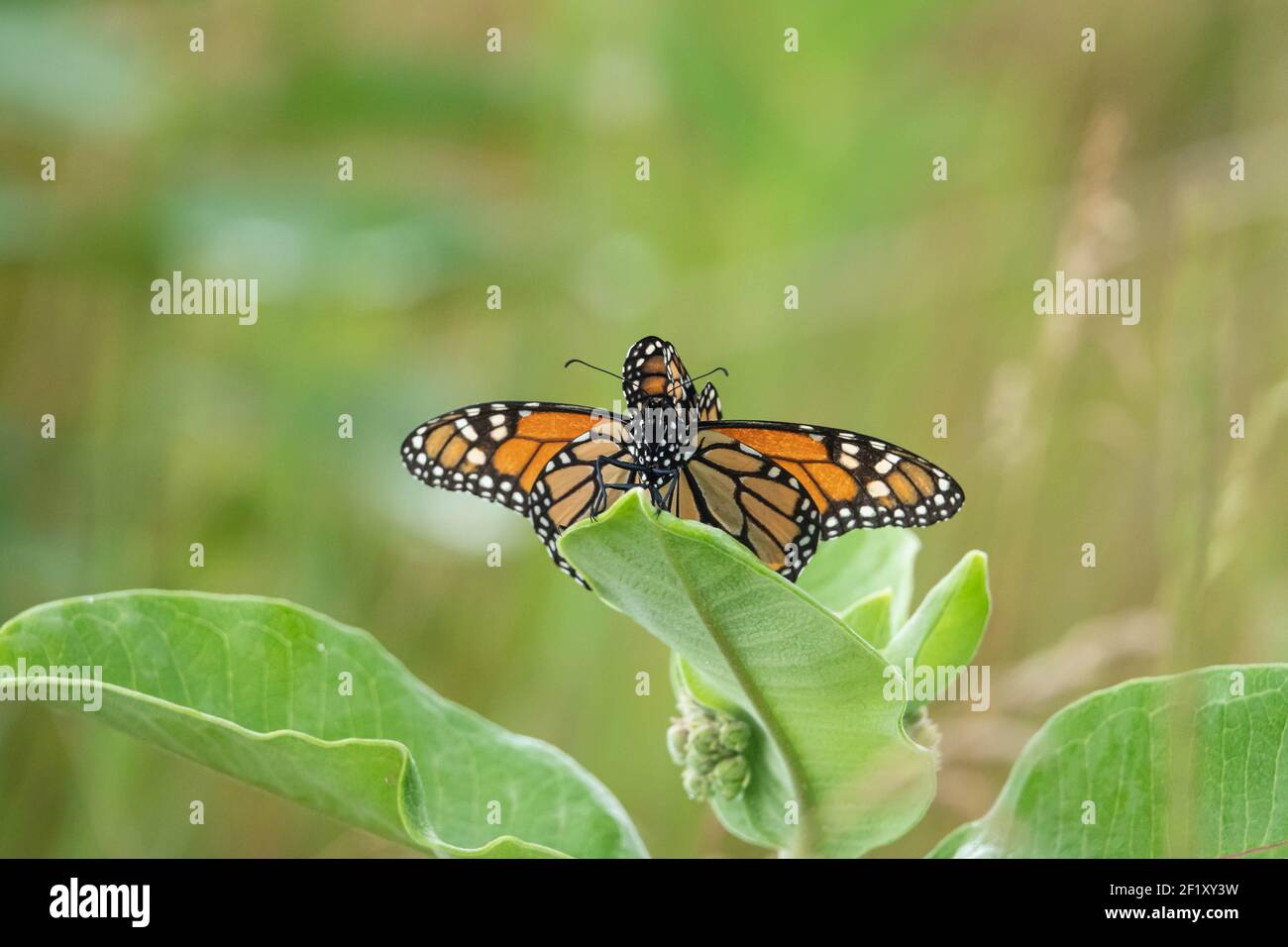 Monarch Butterflies Mating in Summer Stock Photo
