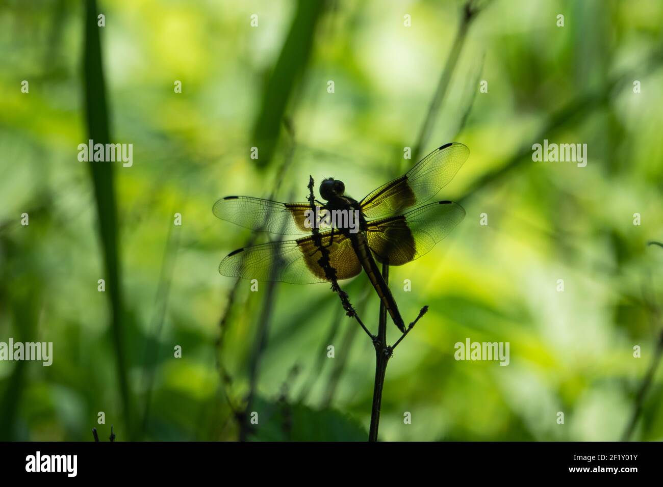 Widow Skimmer Dragonfly in Summer Stock Photo
