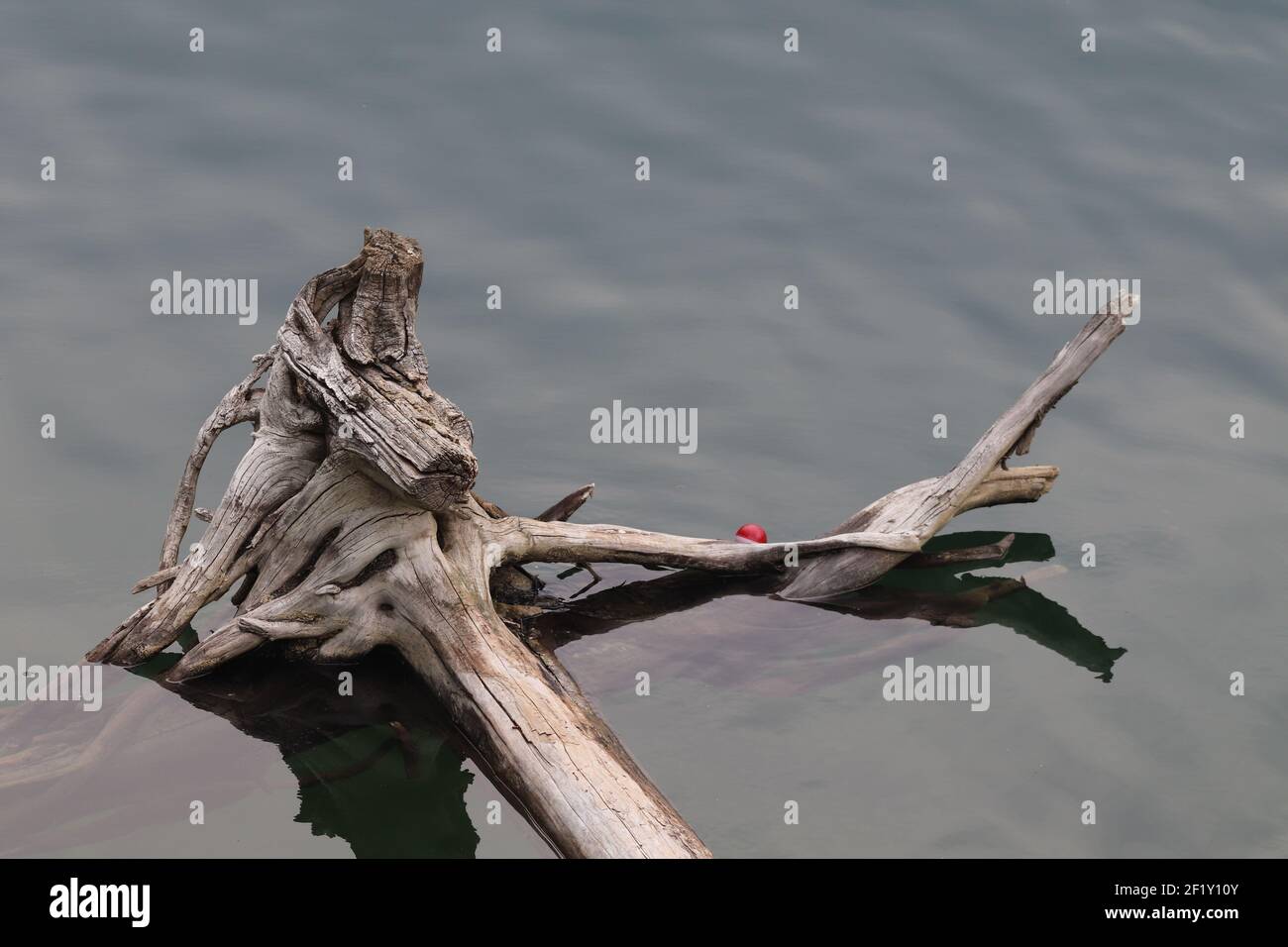 Lost Bobber Fishing old stump in water at Chinook Lake, Alberta in the Crowsnest Pass Stock Photo