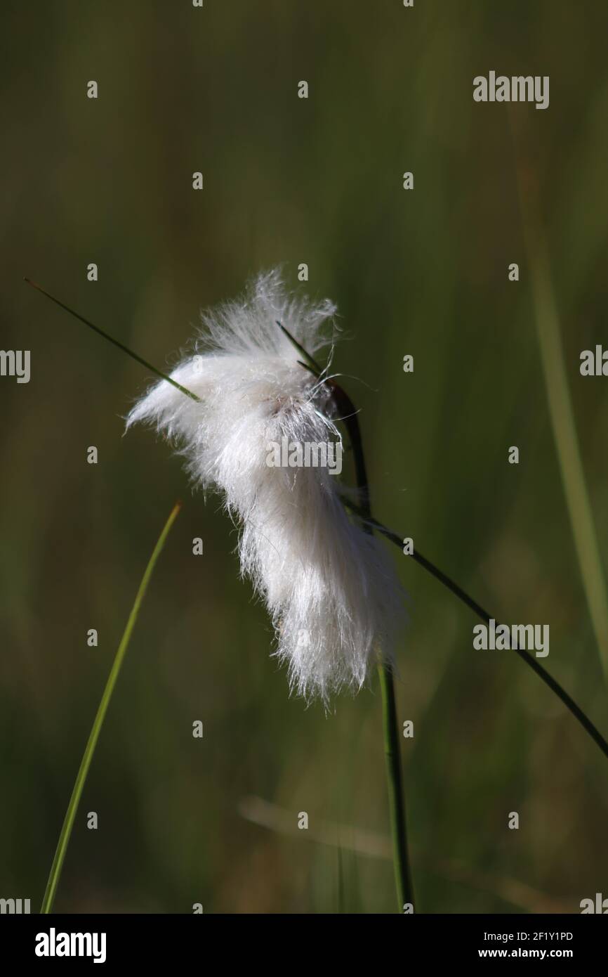 Flower in seed resembles cotton balls with greenery all around Stock