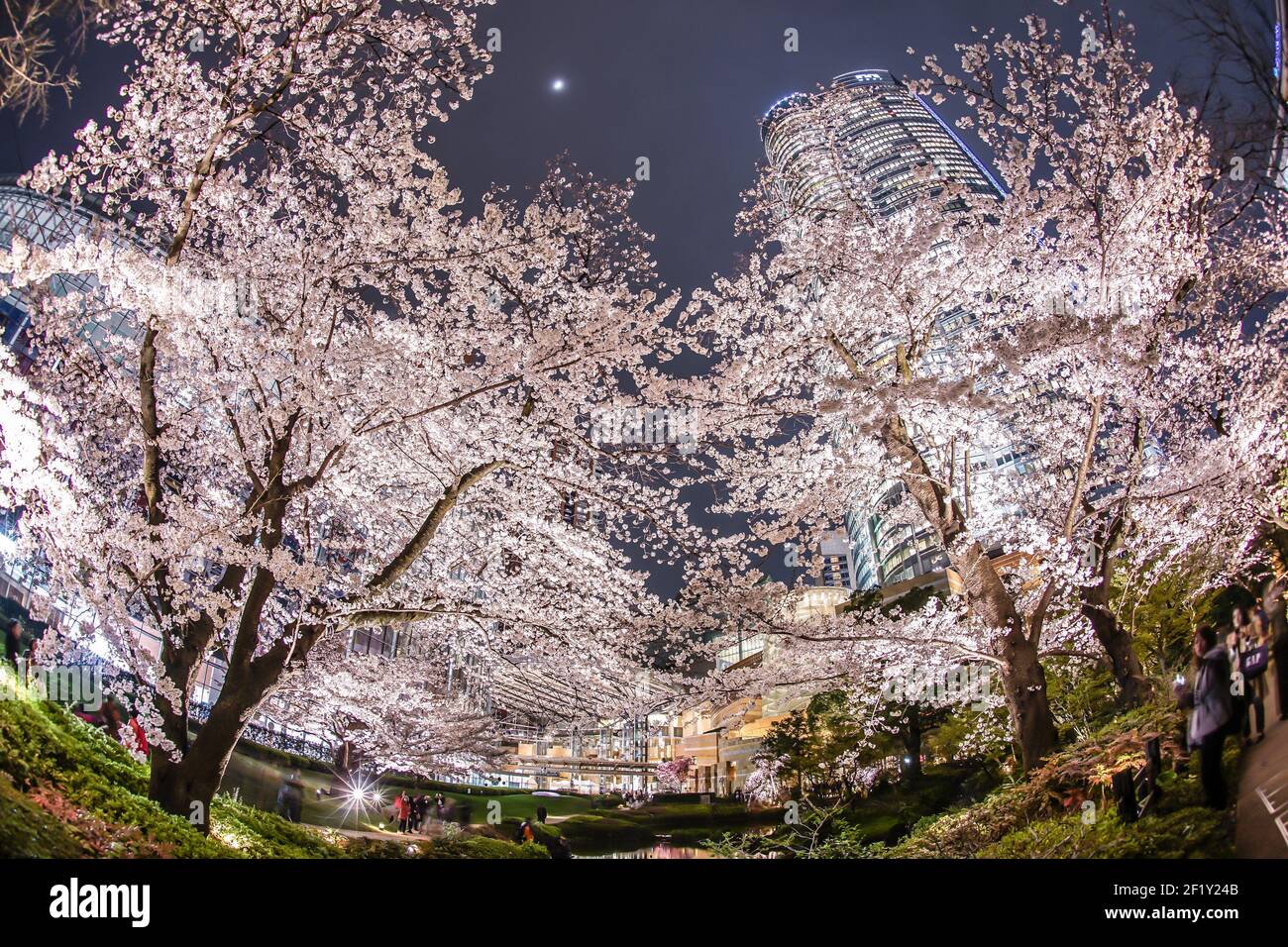 Mohri Garden of going to see cherry blossoms at night and Roppongi Hills Stock Photo