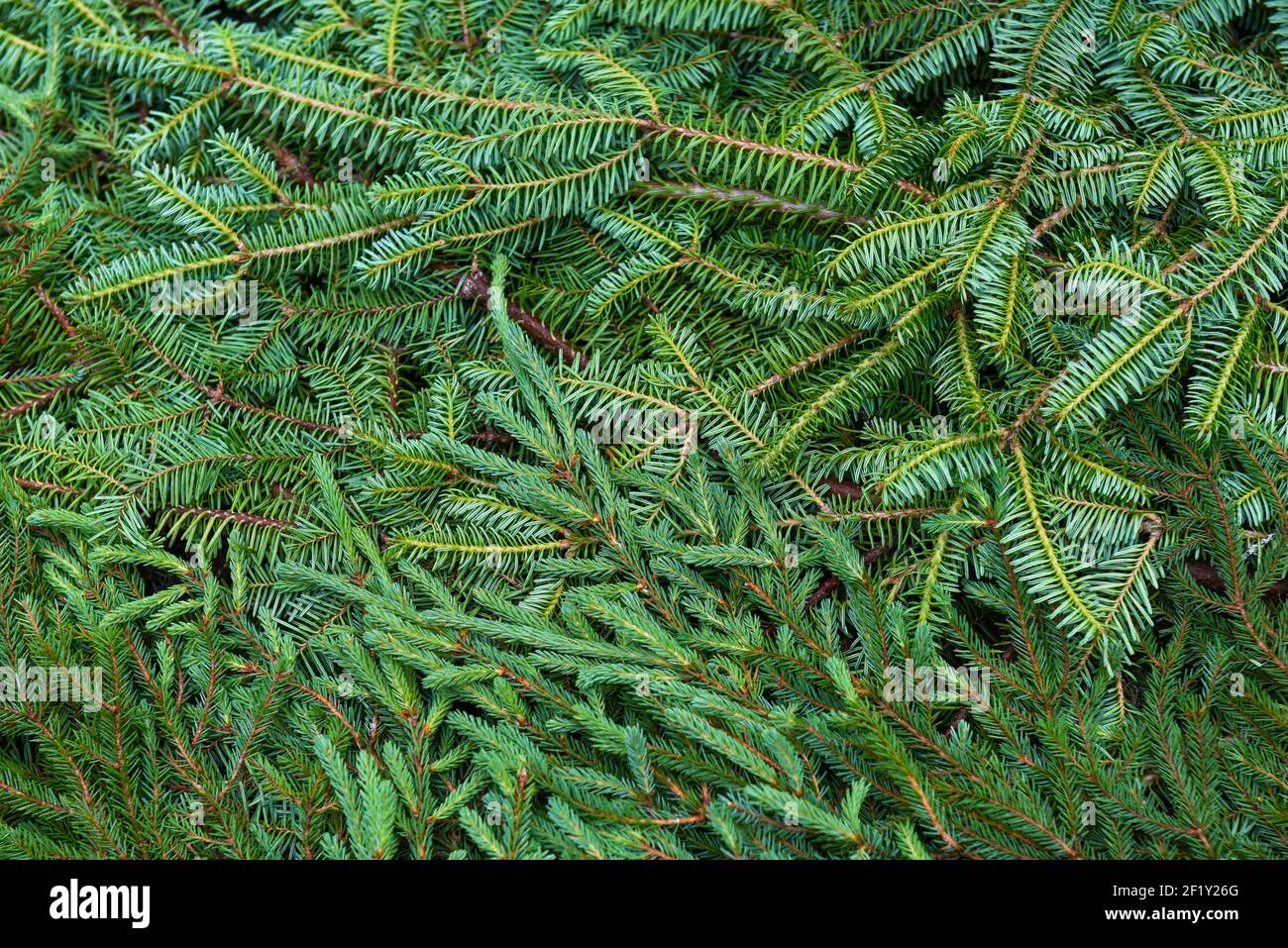 Spruce boughs on the floor Stock Photo Alamy