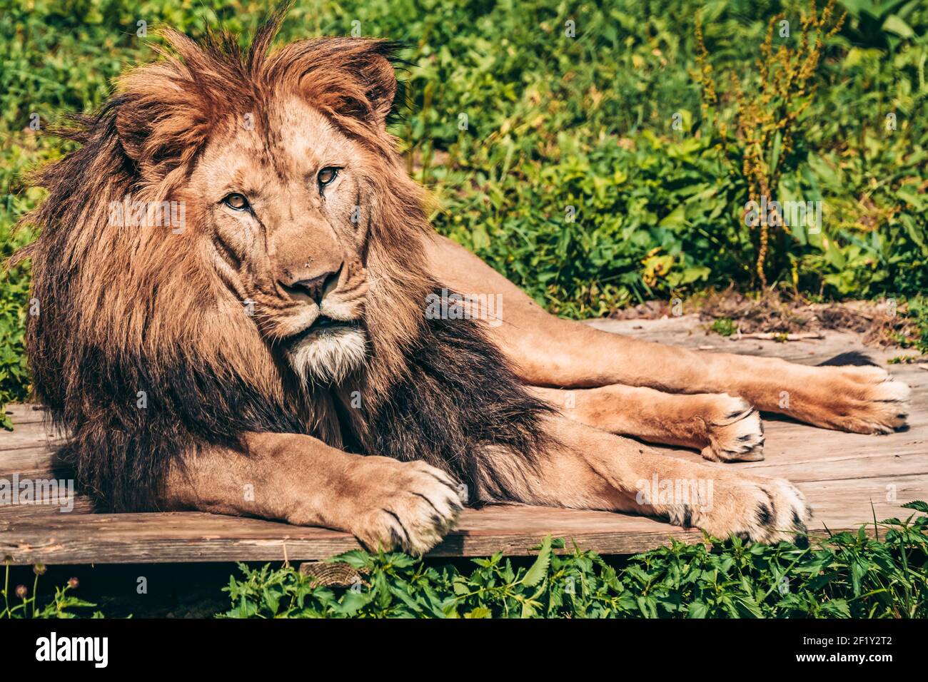 Lion lying on the grass with a calm face expression Stock Photo