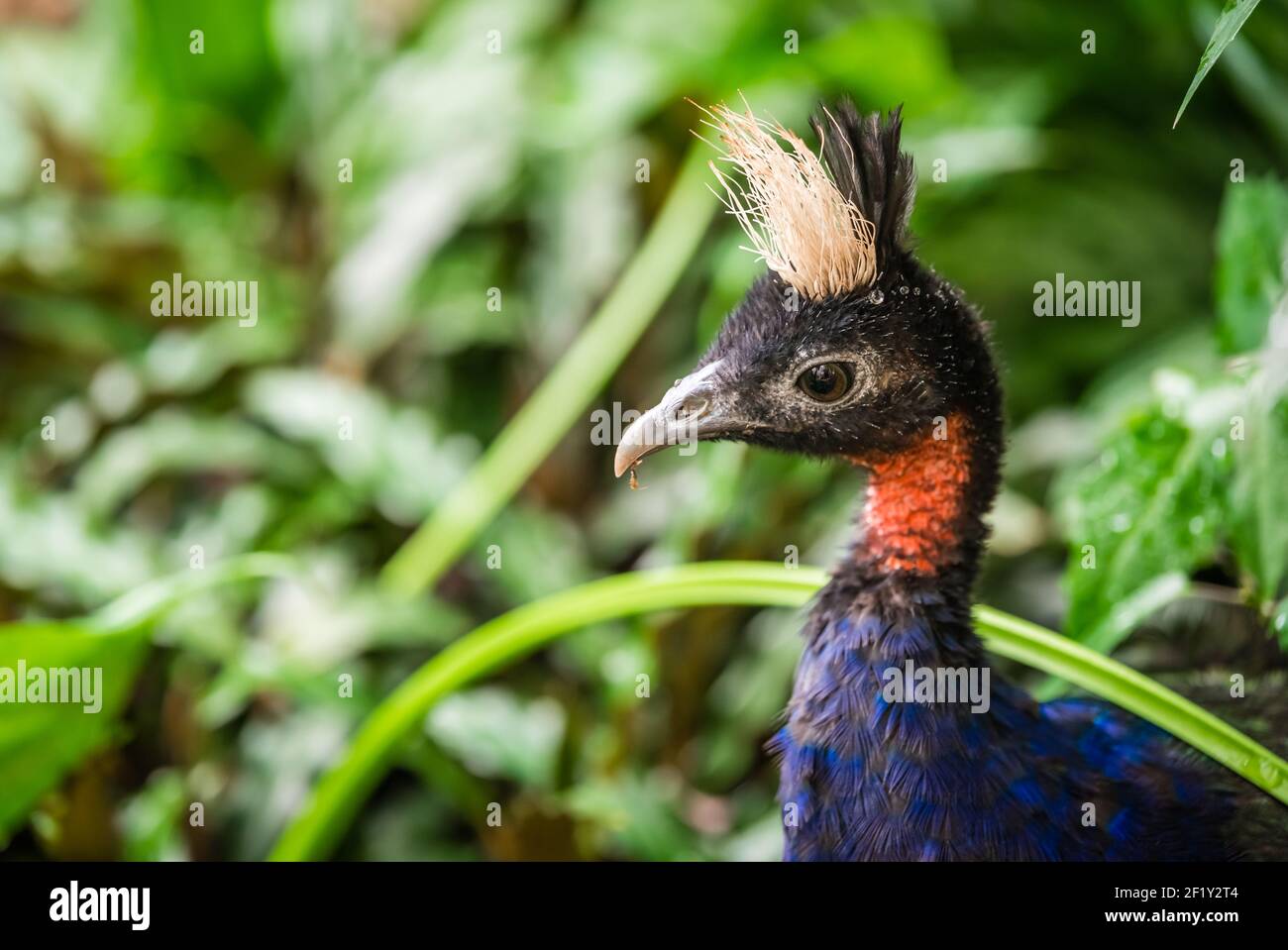 Closeup shot of the Congo peafowl Stock Photo