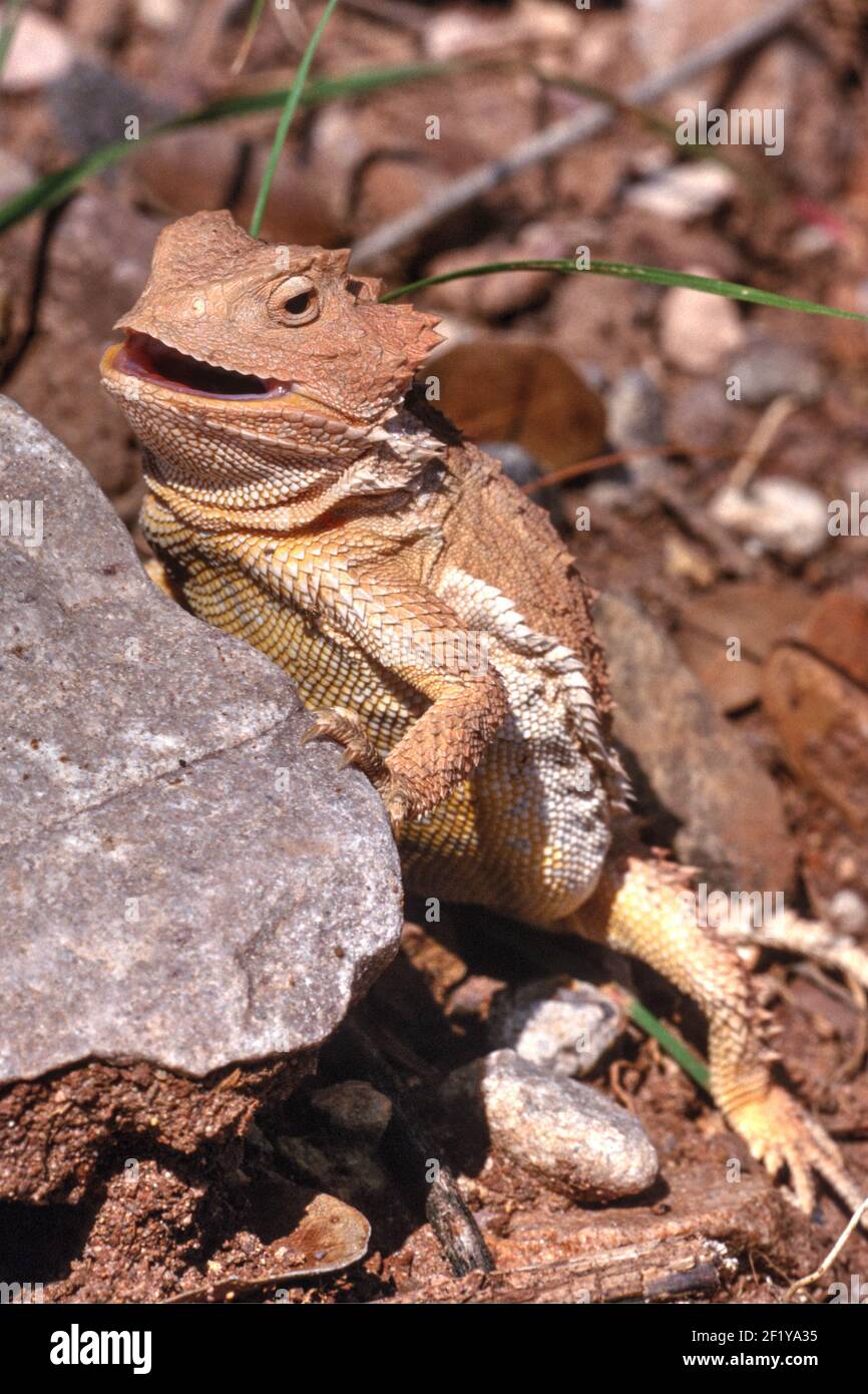 Arizona horned toad hi-res stock photography and images - Alamy