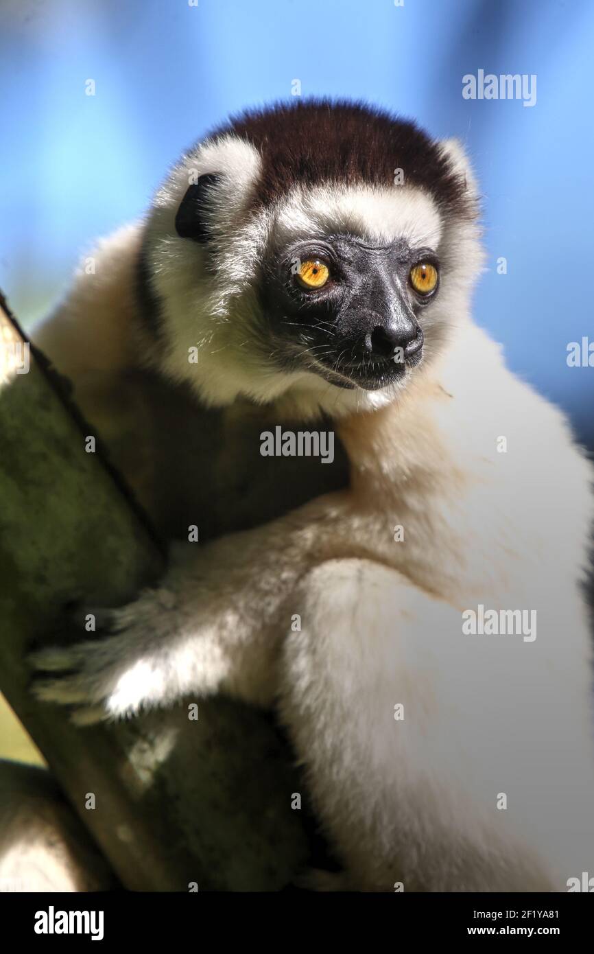 Verreaux's Sifaka (Propithecus verreauxi) Berenty Reserve, Madagascar Stock Photo