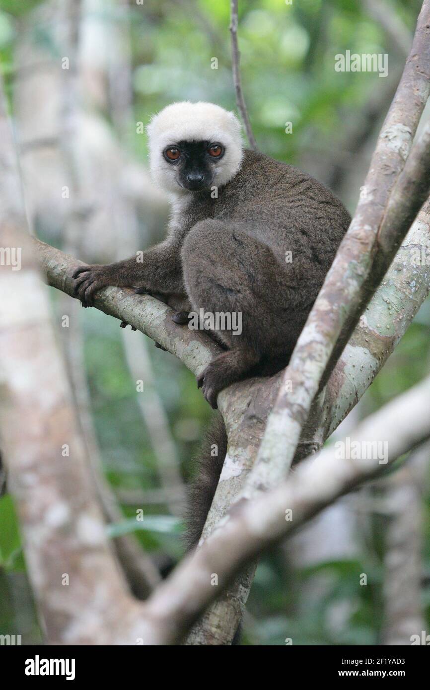 Male White-fronted Brown Lemur (Eulemur albifrons), Nosy Mangabe, Madagascar Stock Photo
