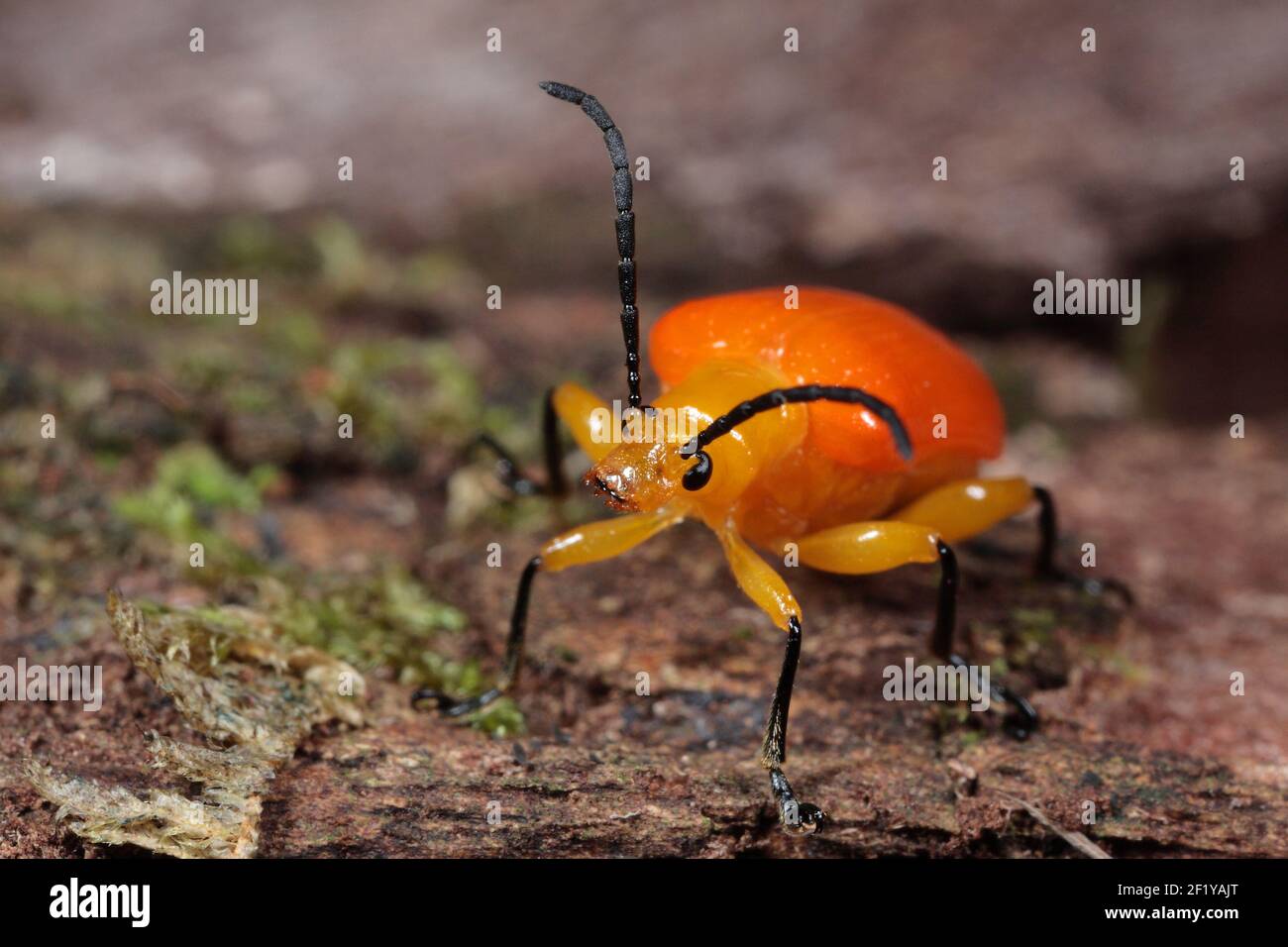 Orange Beetle (Chrysomelidae), Montagne d'Ambre (Amber Mountain), Madagascar Stock Photo