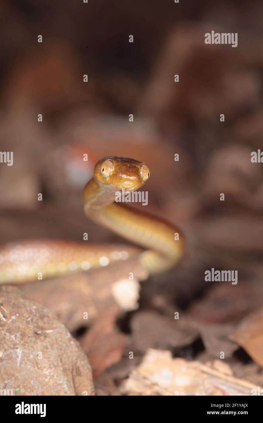 Tree Snake (Stenophis sp.), Ankarana Special Reserve, Madagascar Stock Photo