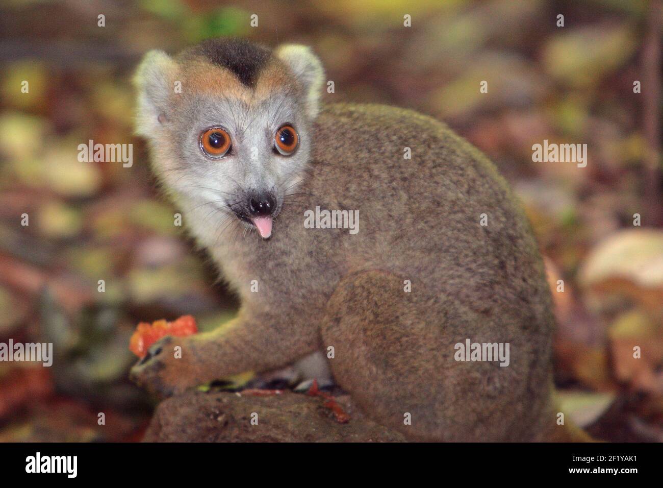 Male Crowned Lemur (Eulemur coronatus) Ankarana National Park, Madagascar Stock Photo