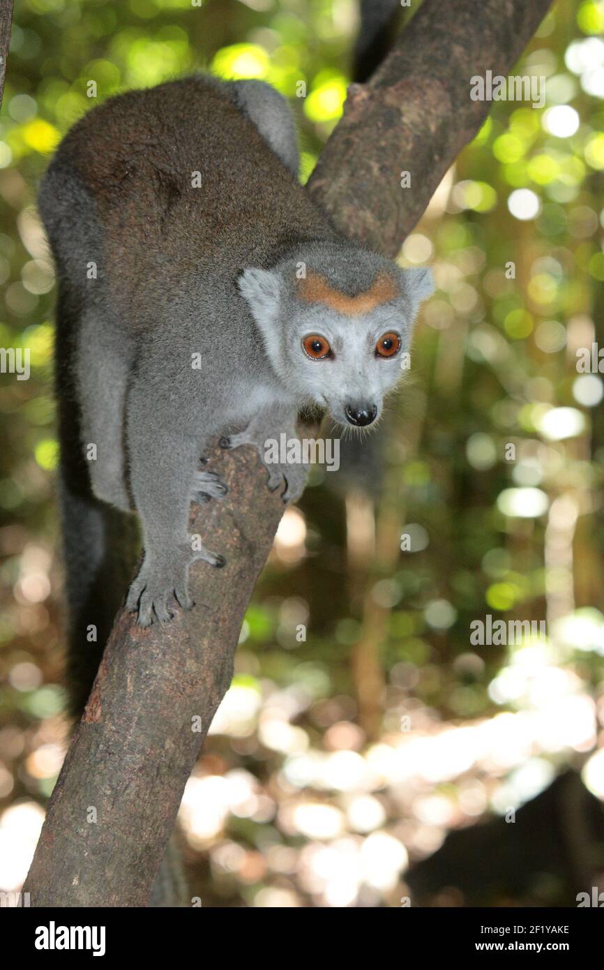 Female Crowned Lemur (Eulemur coronatus) Ankarana National Park, Madagascar Stock Photo