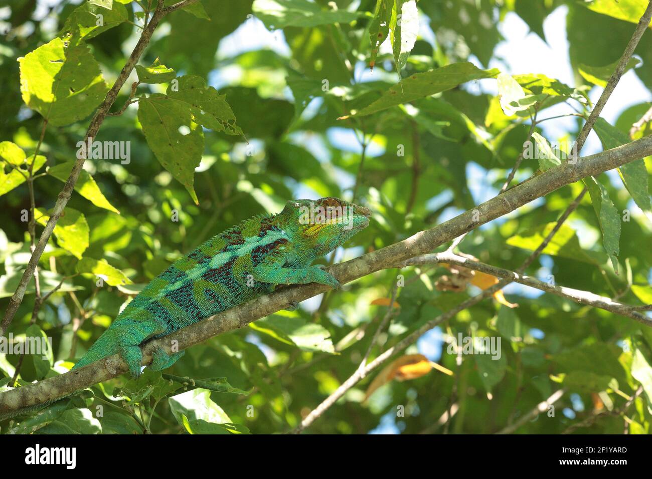 Male Panther Chameleon (Furcifer pardalis), Ambanja, Madagascar Stock Photo