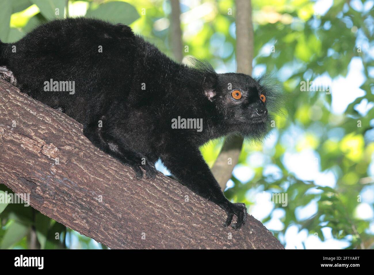 Male Black Lemur (Eulemur macaco), Nosy Be, Madagascar Stock Photo