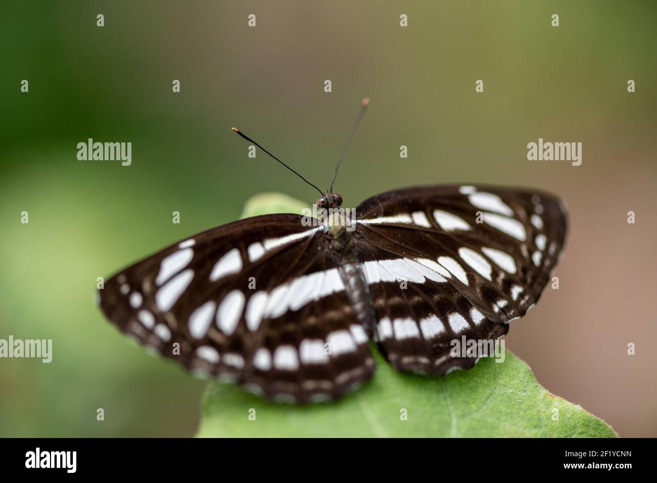 close up and macro photo of Neptis sappho (common glider) butterfly in garden perched on a plant leaf Stock Photo