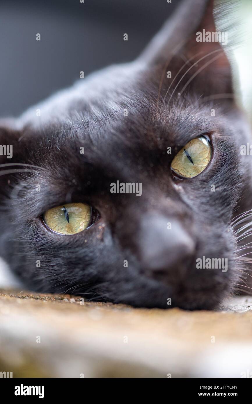 Closeup of black domestic cat with sharp eyes on a sunny day Stock Photo