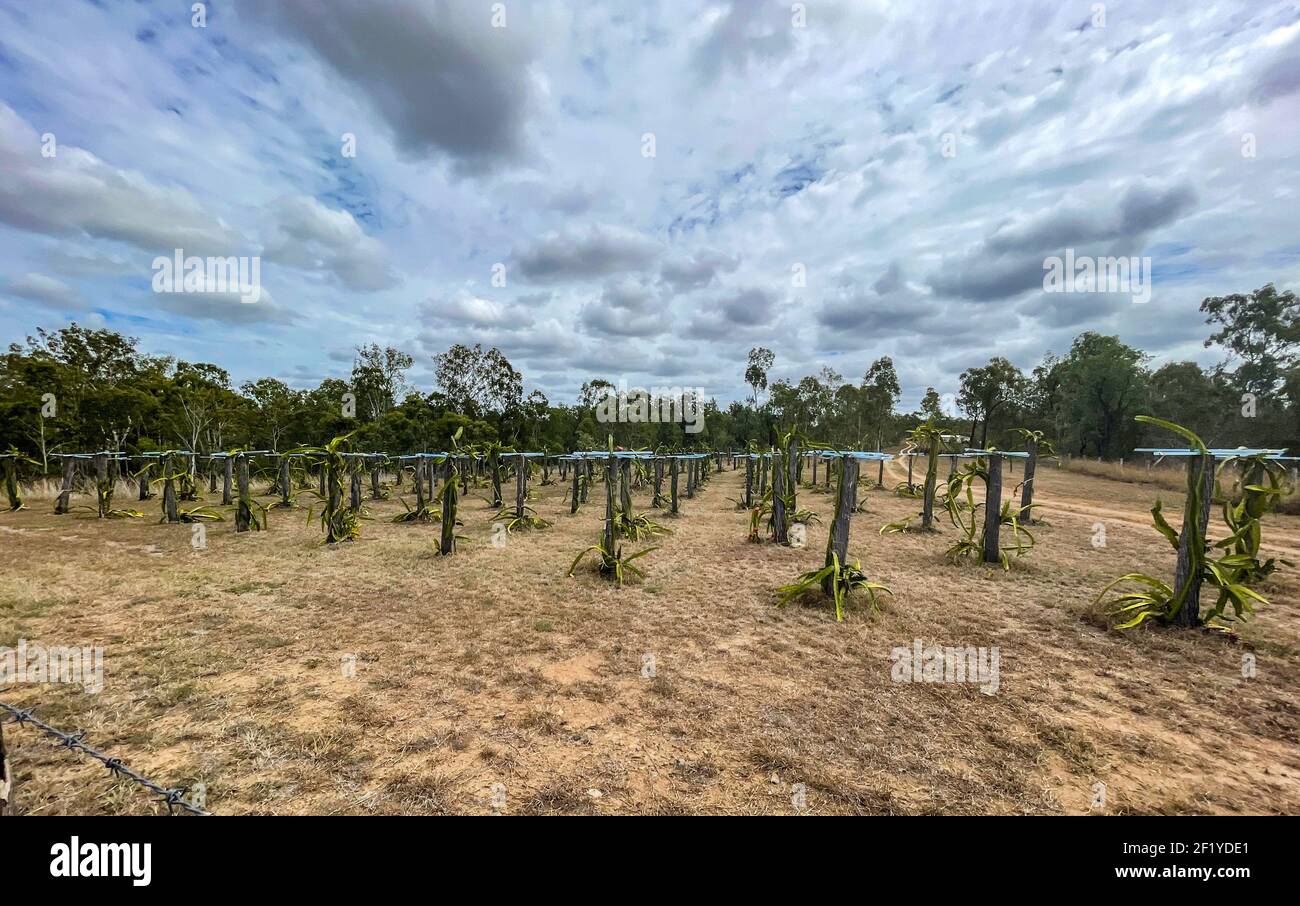 View of a dragon fruit (pitaya) commercial plantation in central