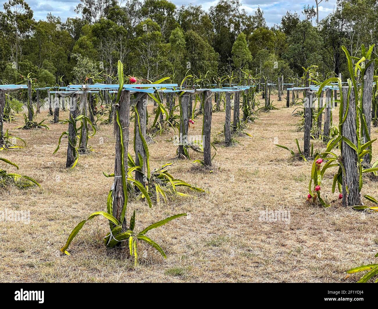 View of a dragon fruit (pitaya) commercial plantation in central