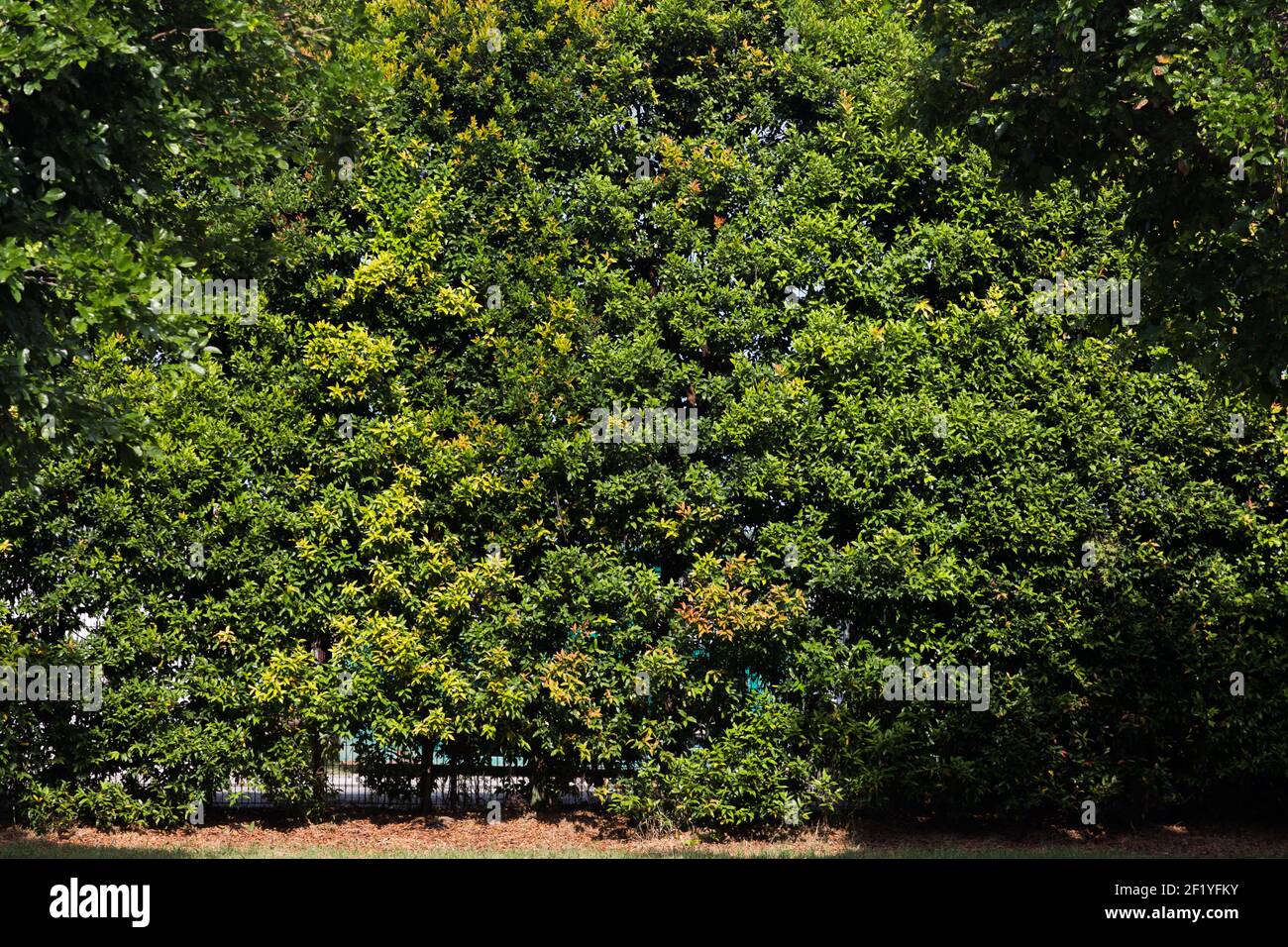 Large size shrubs Stock Photo Alamy