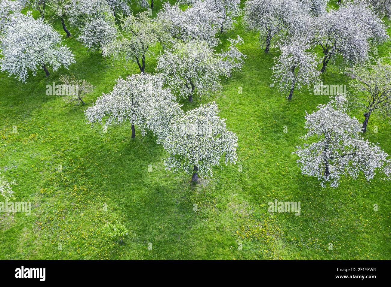 Flowering trees and green grass hi-res stock photography and images - Alamy