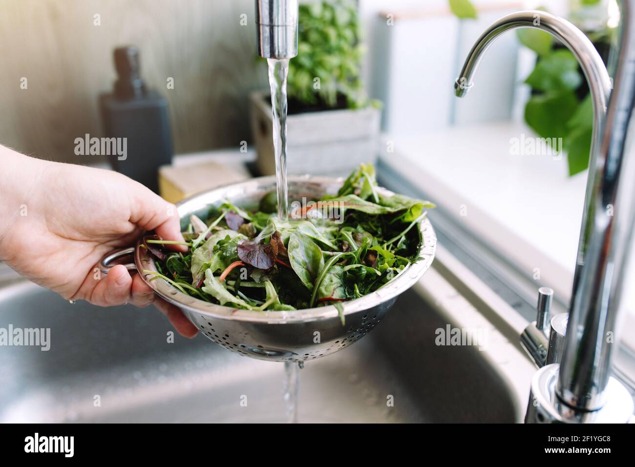 Woman washing green salad leaves for salad in kitchen in sink under running water. High quality photo Stock Photo