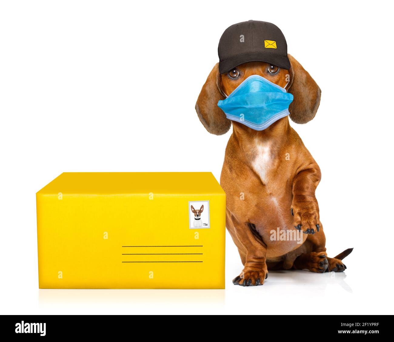 Post delivery dachshund sausage dog Stock Photo Alamy