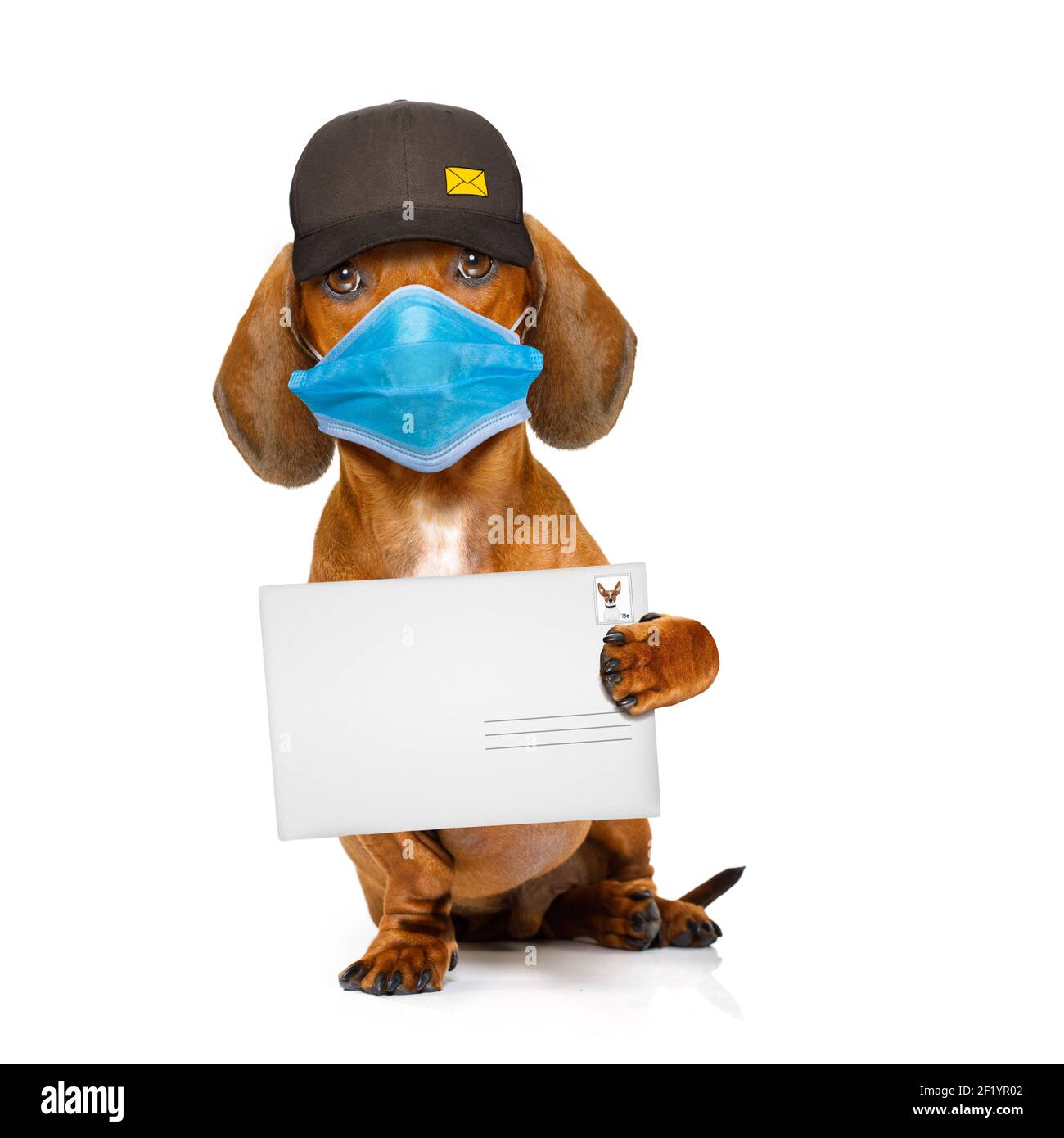 Post delivery dachshund sausage dog Stock Photo Alamy