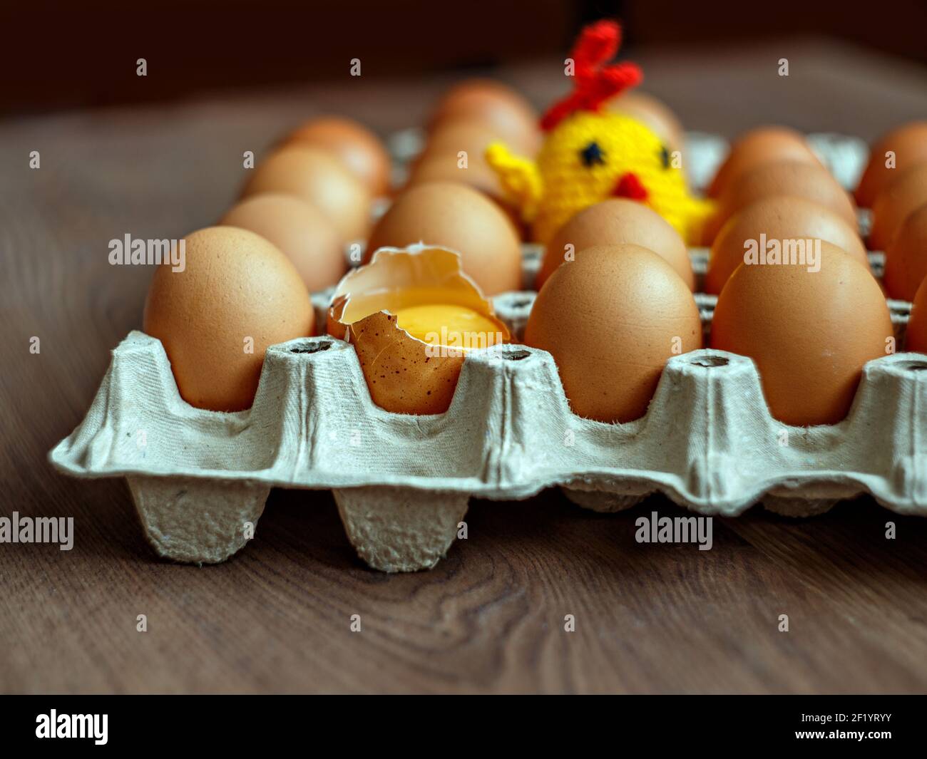 Brown chicken eggs and toy yellow chicken in gray box on table. Selective focus Stock Photo