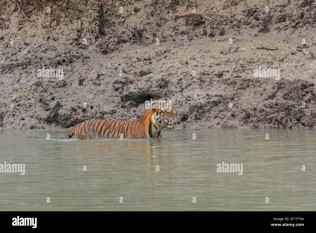 Young female Bengal Tiger snarling and wading in the river water water near the mudflat at Sundarban Tiger Reserve, West Bengal, India Stock Photo