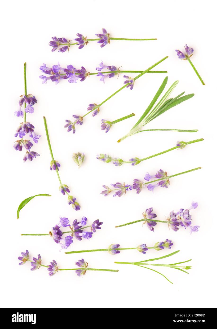 Lavender flowers bundle on a white background Stock Photo - Alamy