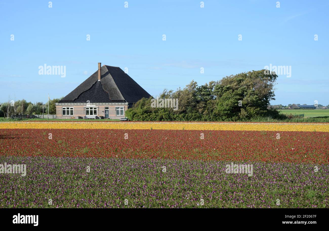 Flower beds in Holland Stock Photo Alamy