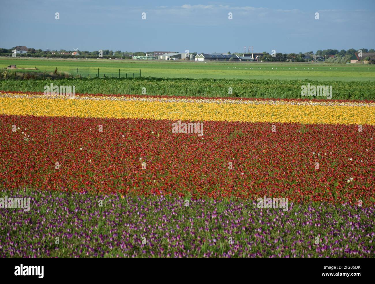 Flower beds in Holland Stock Photo Alamy