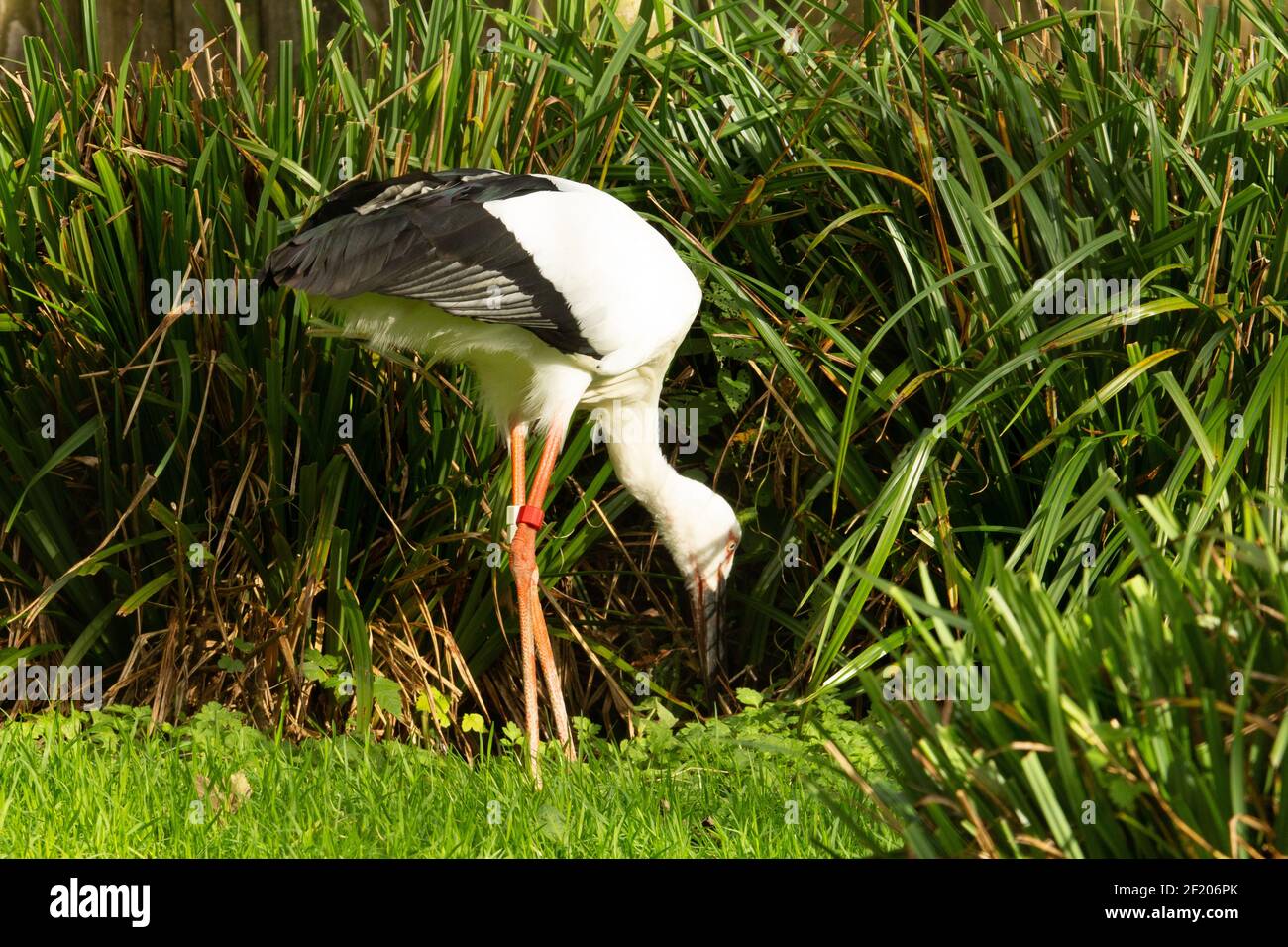 Oriental stork (Ciconia boyciana) a single Oriental stork looking for food with pampas grass and a fence in the background Stock Photo