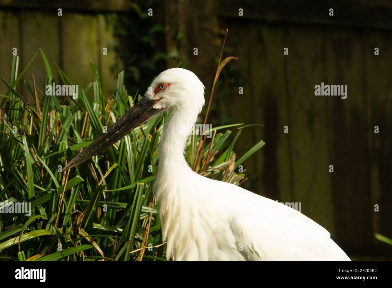 Oriental stork (Ciconia boyciana) head and shoulders of a single Oriental stork with pampas grass and a fence in the background Stock Photo