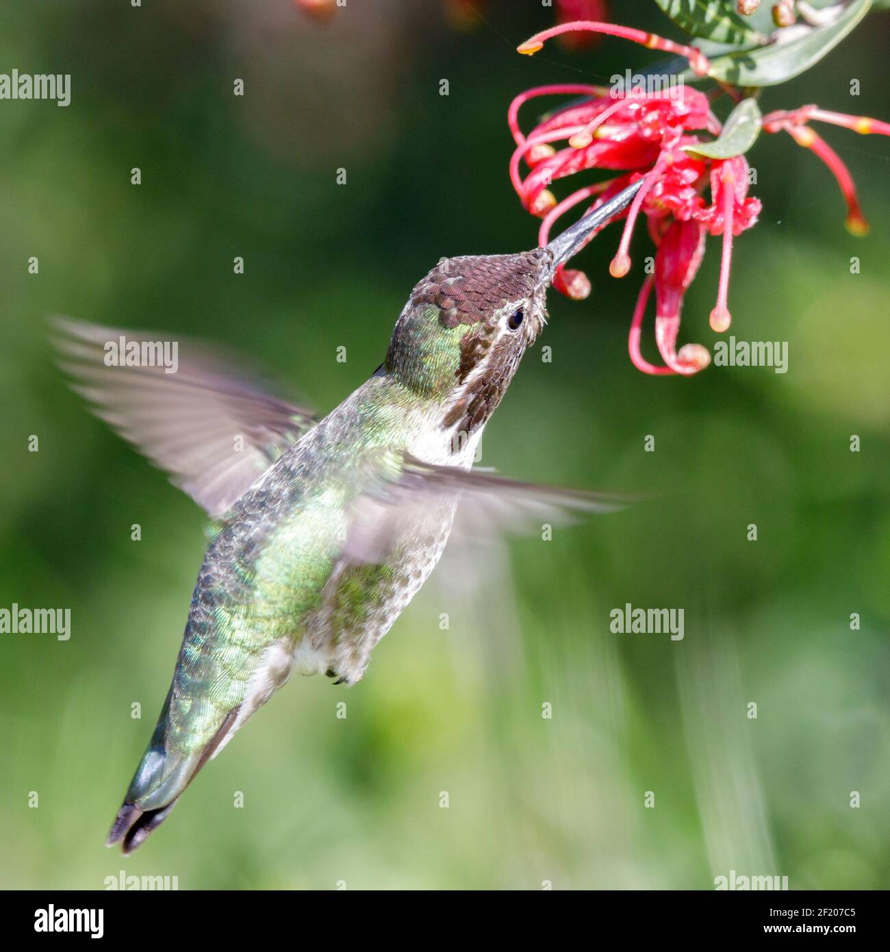 Anna's Hummingbird adult male hovering and sipping nectar. Stock Photo