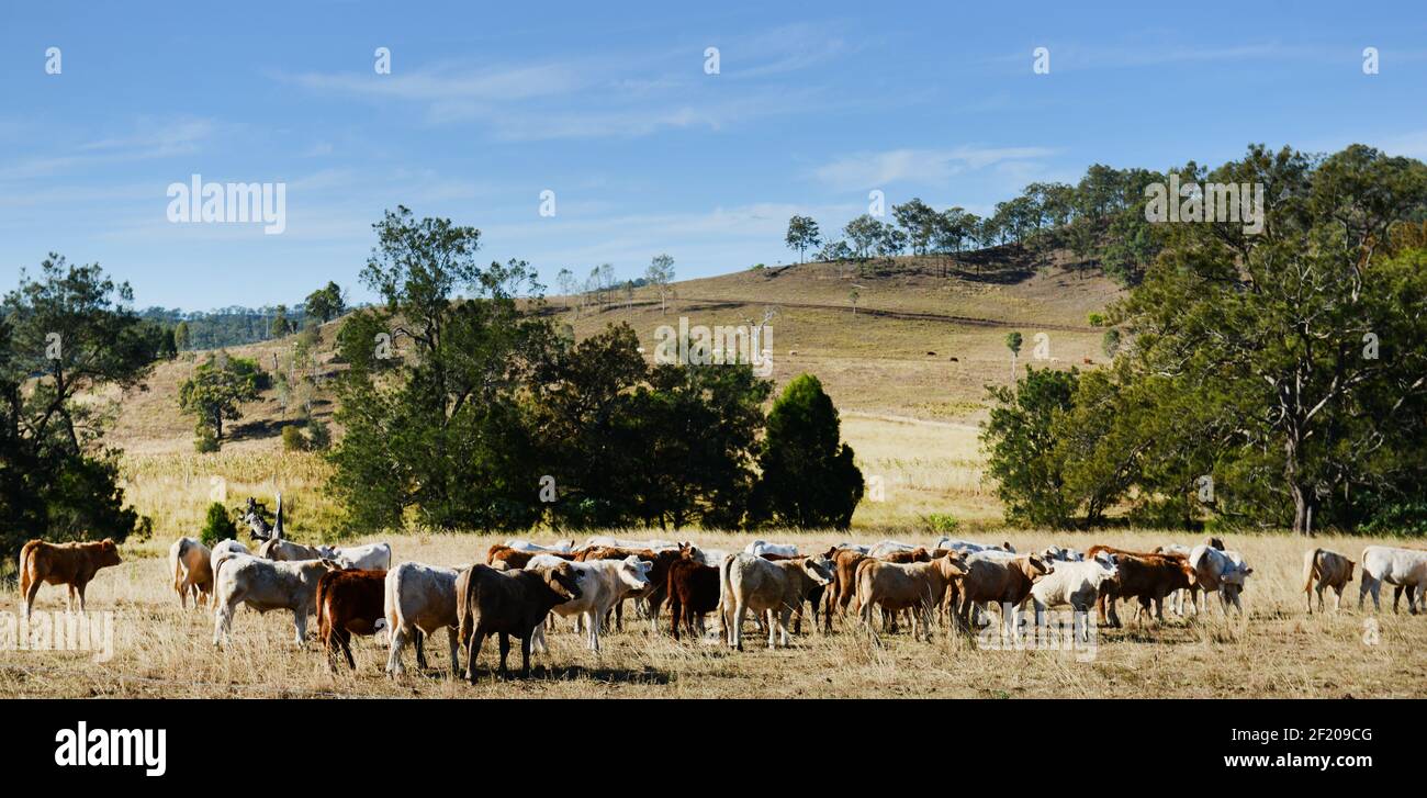 Cattle farm in Queensland, Australia. Stock Photo