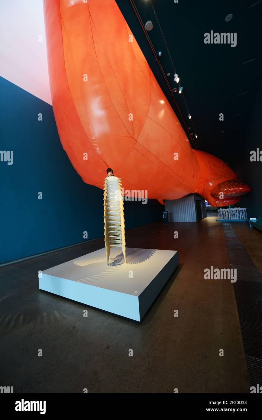 The Curious affection exhibition in the Gallery of modern art in