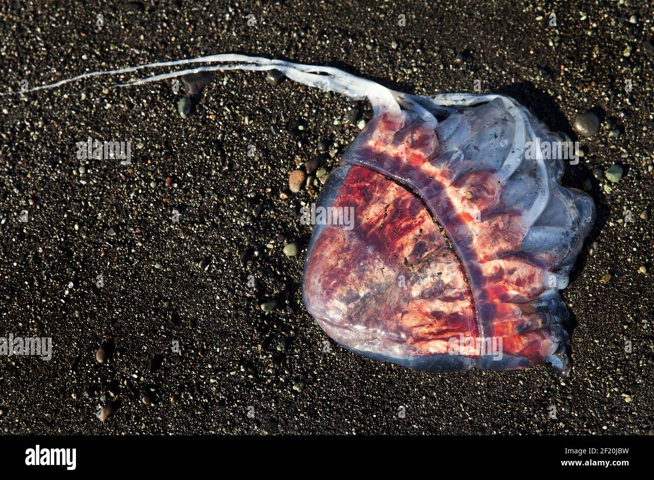 Red jellyfish, also Meduse or Medusa, on black sand beach, Breidarmerkursandur, Iceland, Europe Stock Photo
