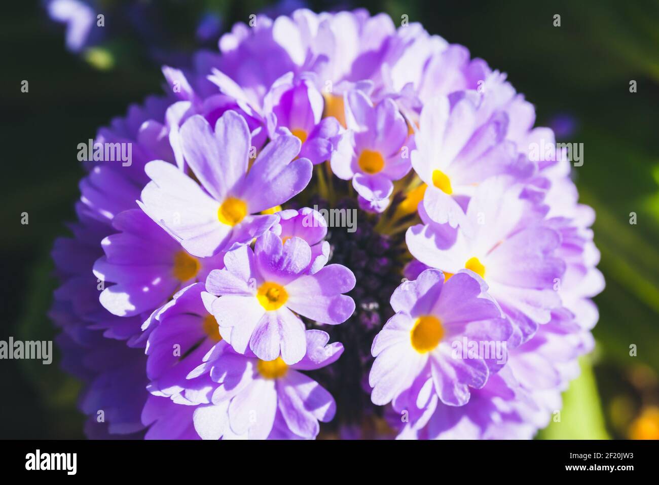 Bright spring flower, macro photo. Primula denticulata, or the drumstick primula, flowering plant in the family Primulaceae Stock Photo