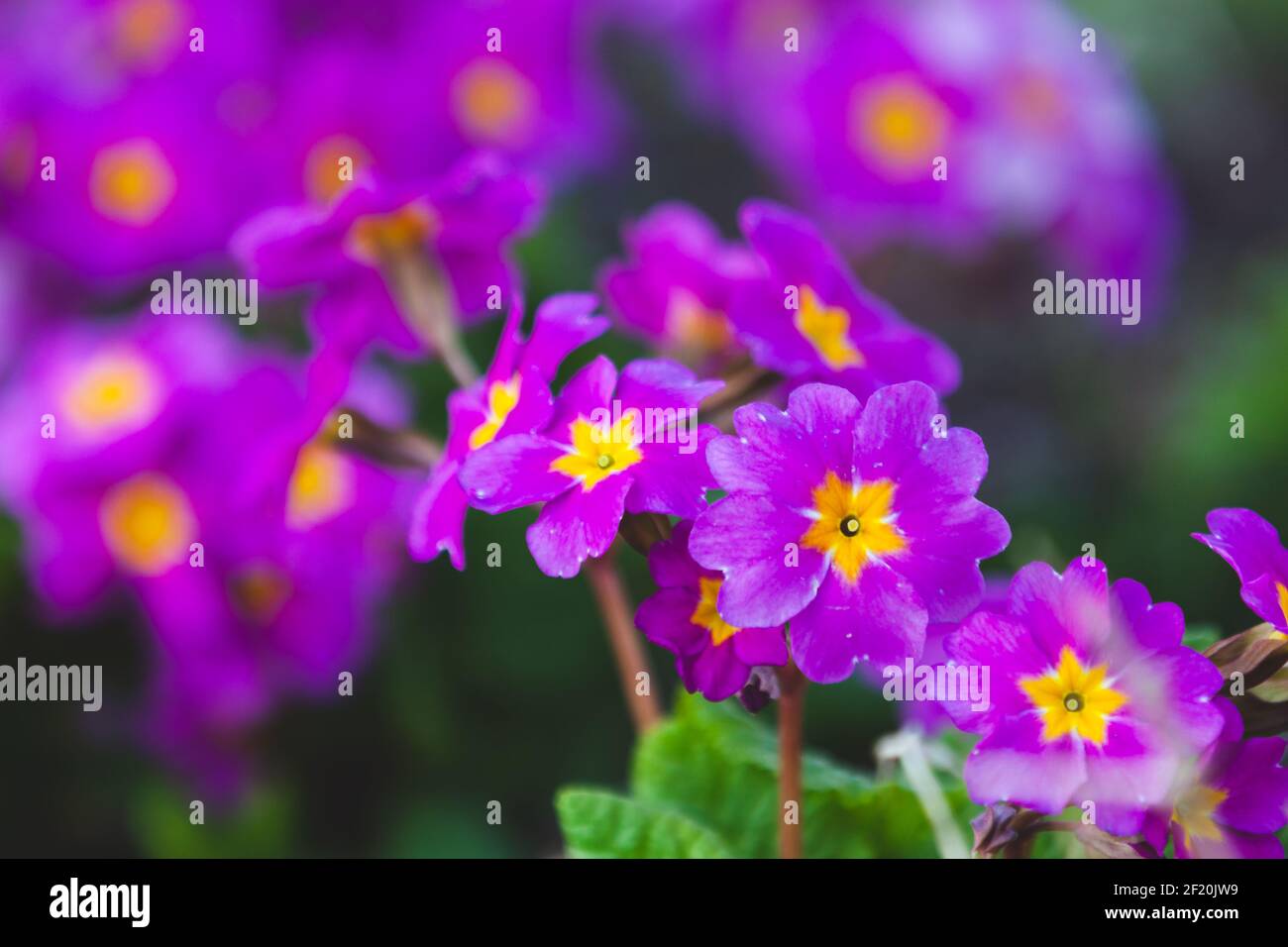 Purple flowers macro photo. Primula flowering plants in the family Primulaceae Stock Photo