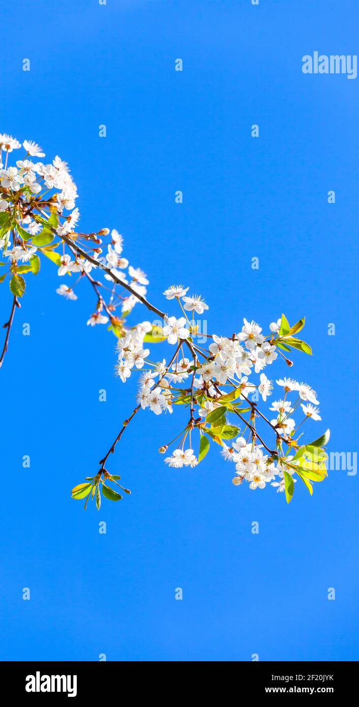 Cherry blossom. White flowers under clear blue sky background, natural vertical photo Stock Photo
