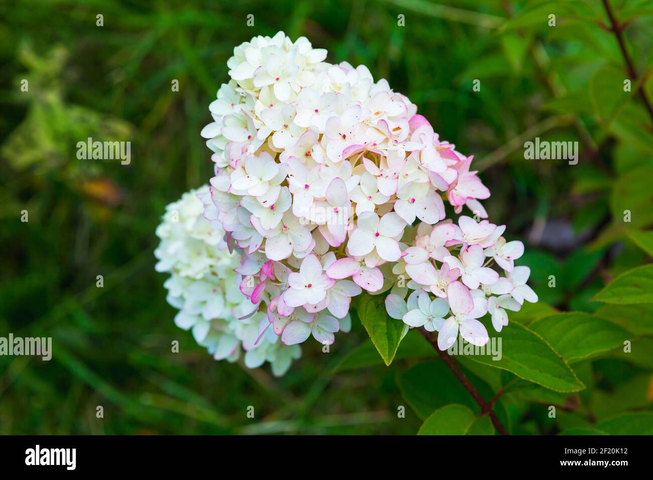 White hydrangea flowers, hortensia close-up photo Stock Photo - Alamy