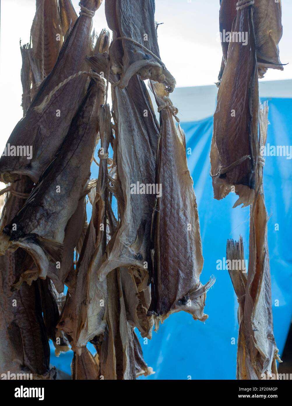 Close-up of dried whiting (or merling) fish on a fish market in Ostend, Belgium Stock Photo