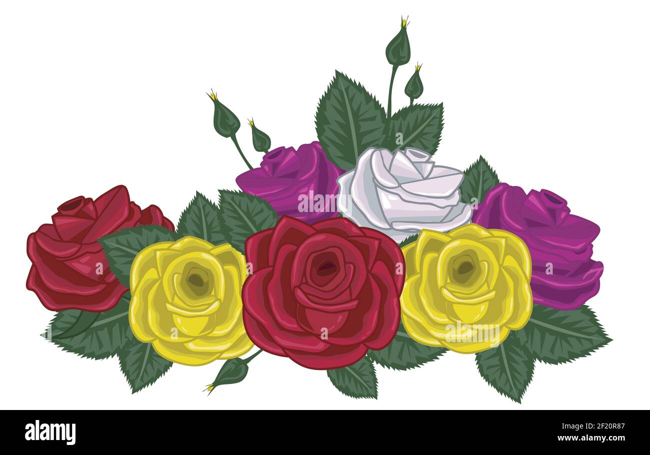roses vector illustration on white Stock Vector Image & Art - Alamy