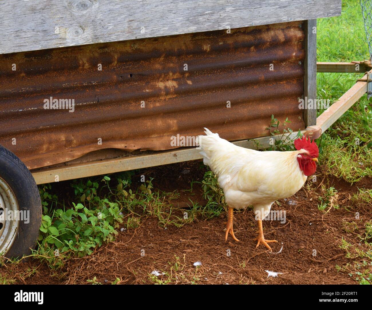 Free Range Chicken on Farm Stock Photo Alamy
