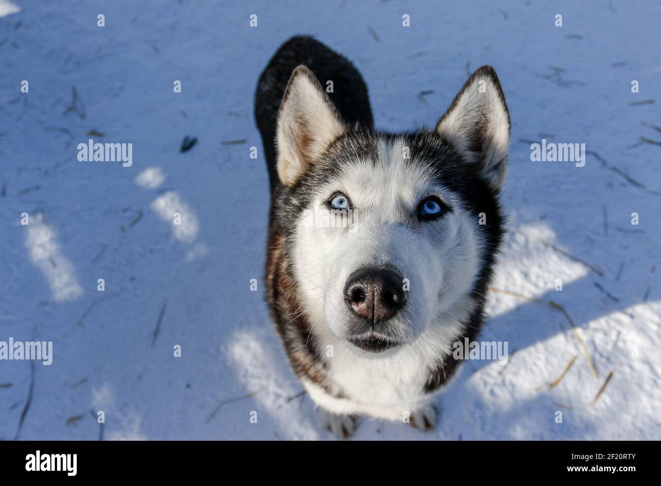 Portrait of a Siberian husky, friendship forever. Pet. Husky Stock Photo